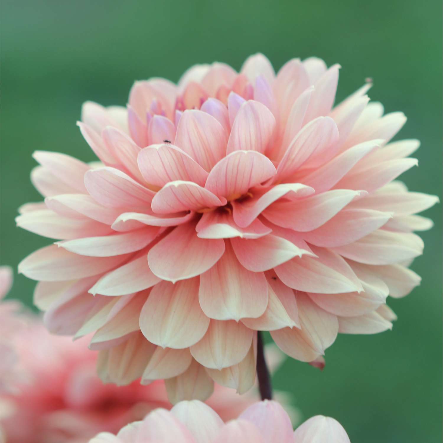 Dahlie ‘Château de la Bourdaisière’